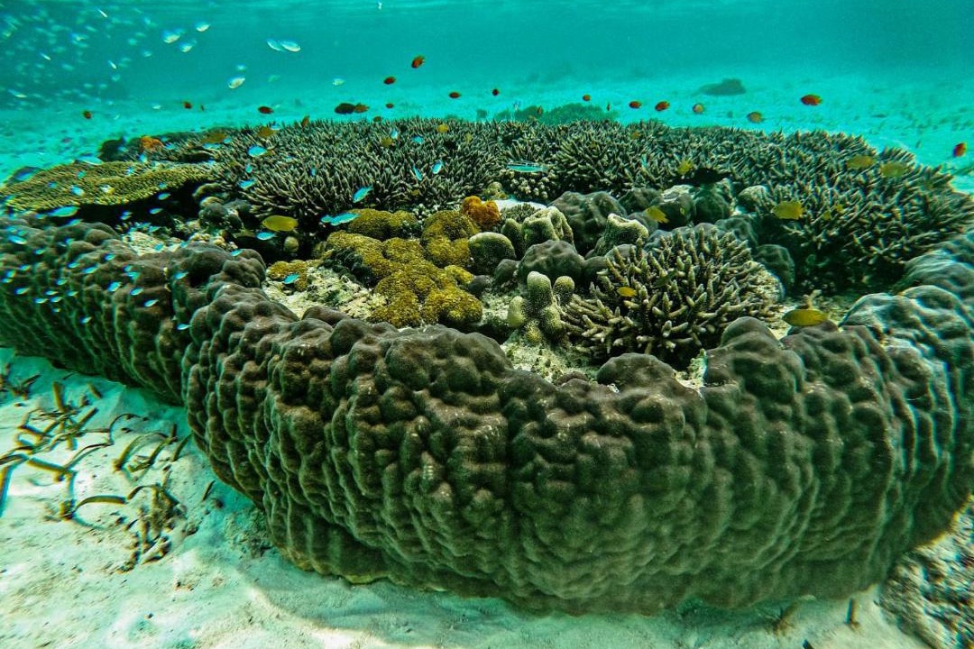 Photo of Others in Pulau Fam