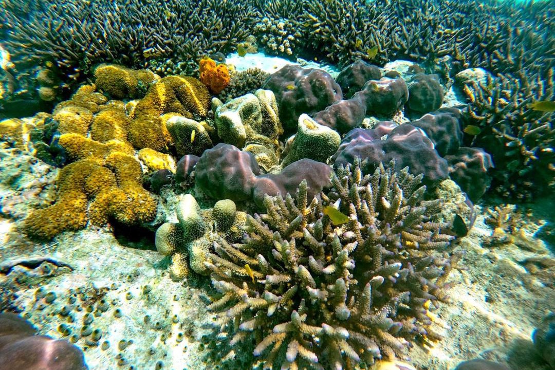 Photo of Others in Pulau Fam