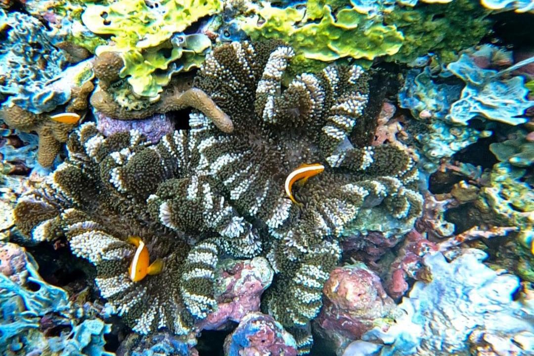 Photo of Others in Pulau Fam