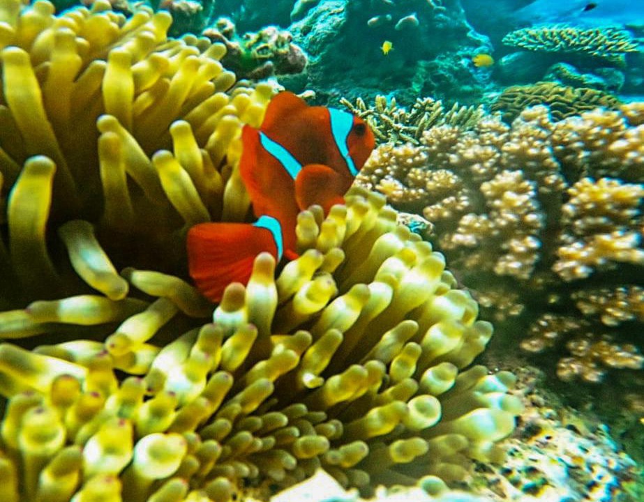 Photo of Others in Pulau Fam