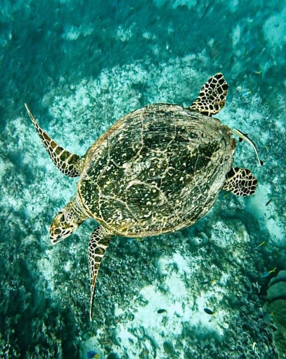 Photo of Others in Pulau Fam