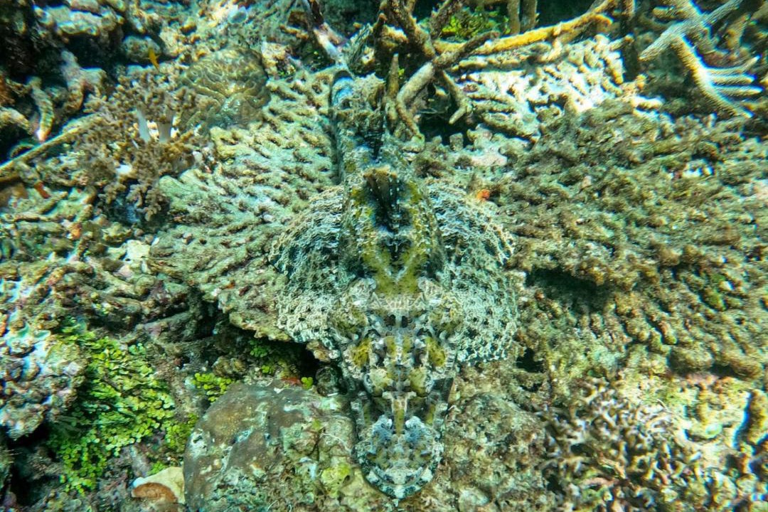 Photo of Others in Pulau Fam
