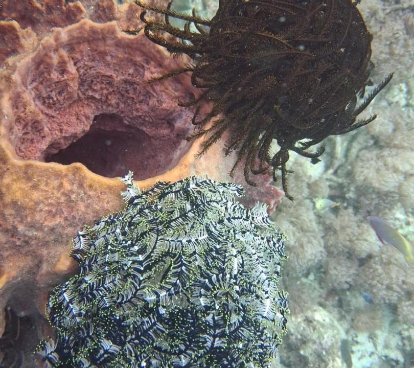 Photo of Others in Raja Ampat
