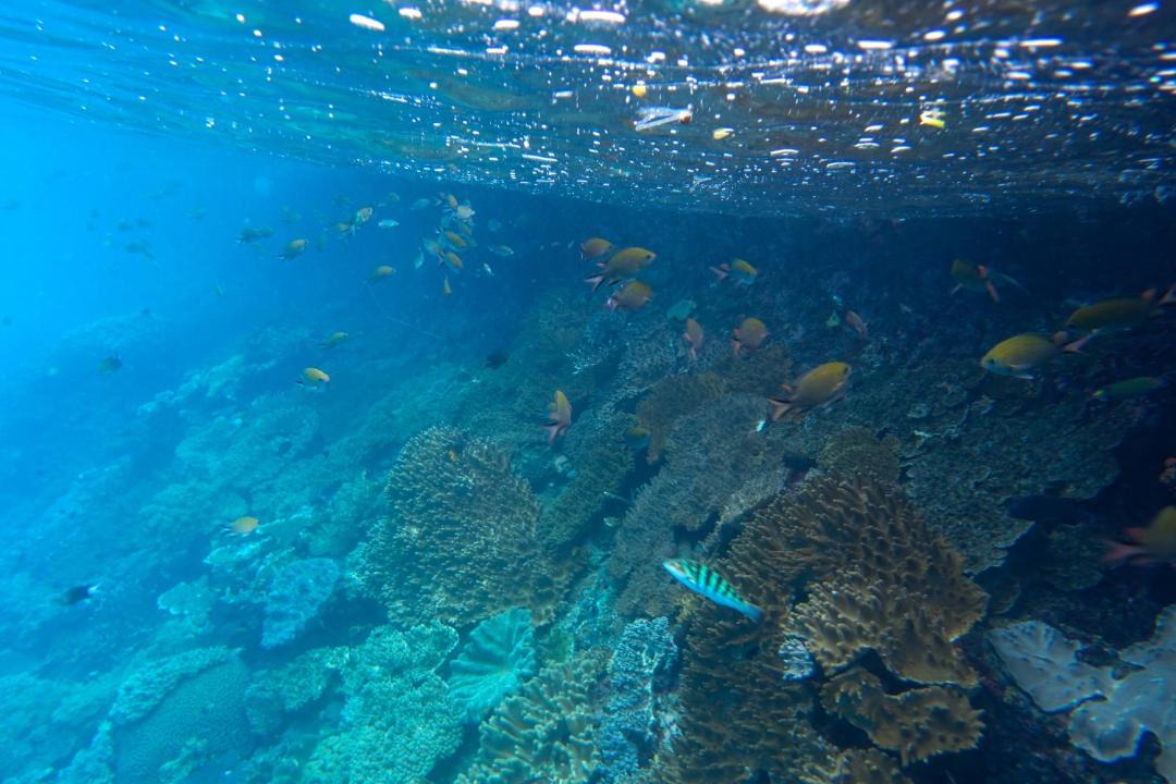 Photo of Others in Pianemo Islands