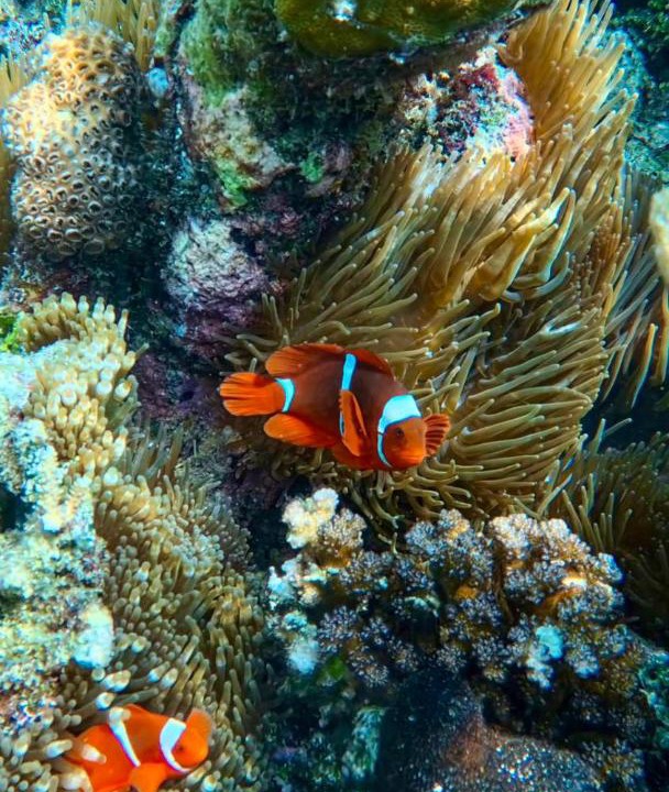 Photo of Others in Raja Ampat
