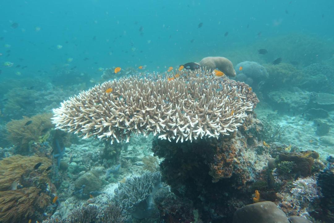 Photo of Others in Manyaifun
