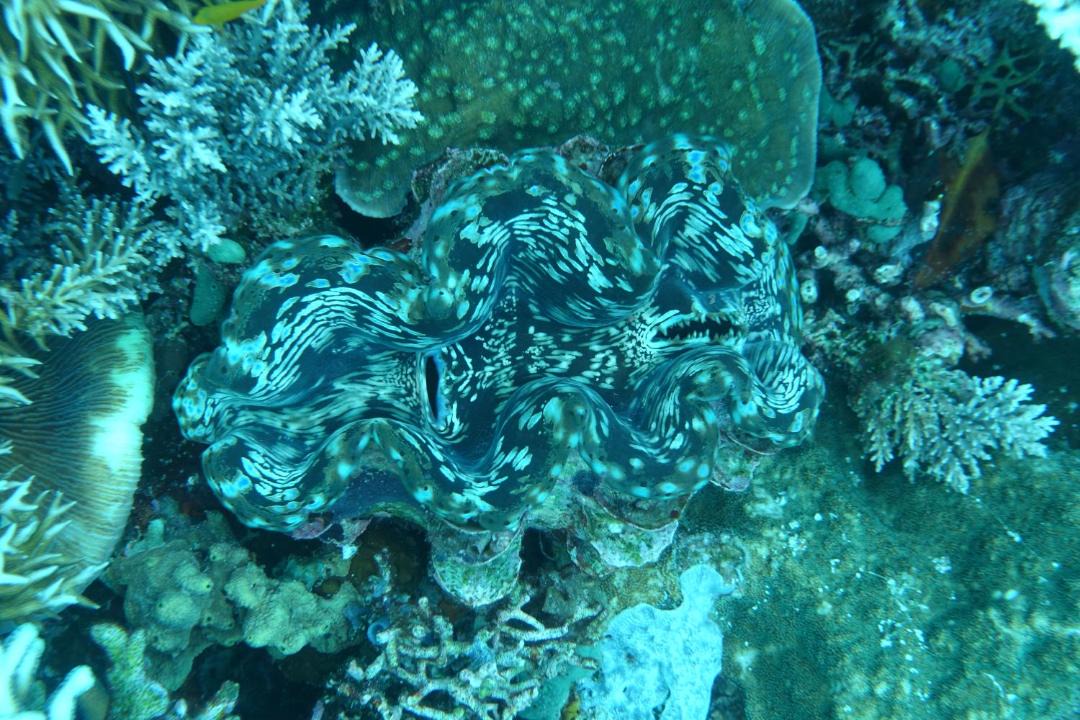 Photo of Others in Manyaifun
