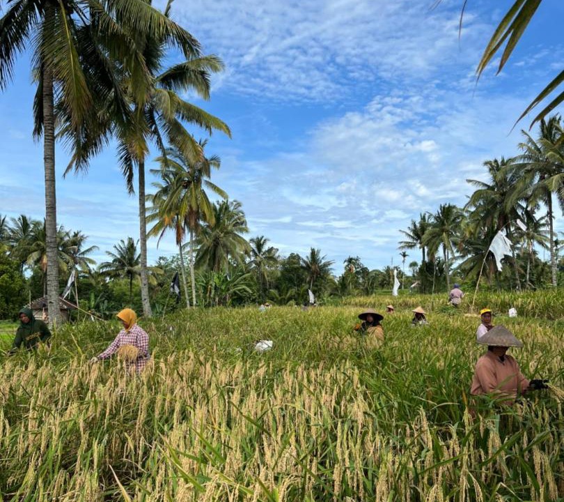 Photo of Others in Tetebatu