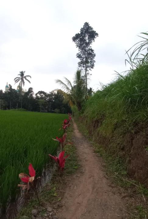 Photo of Others in Tetebatu