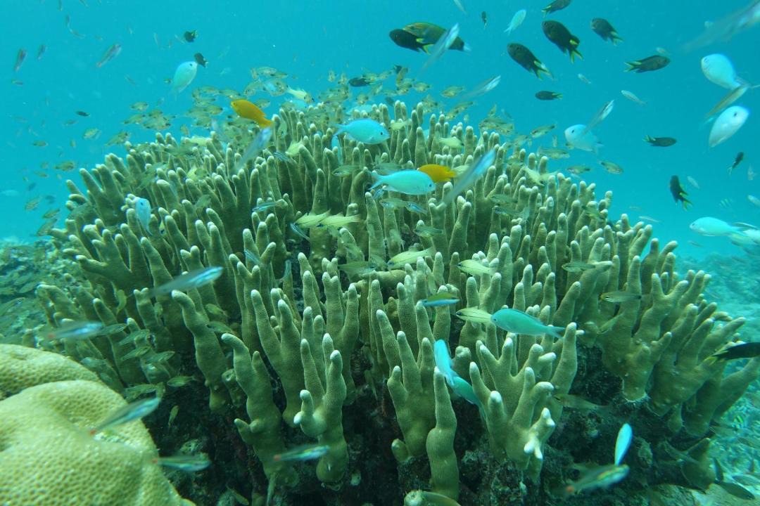 Photo of Others in Raja Ampat
