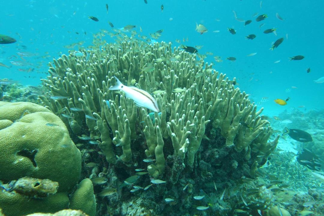 Photo of Others in Raja Ampat