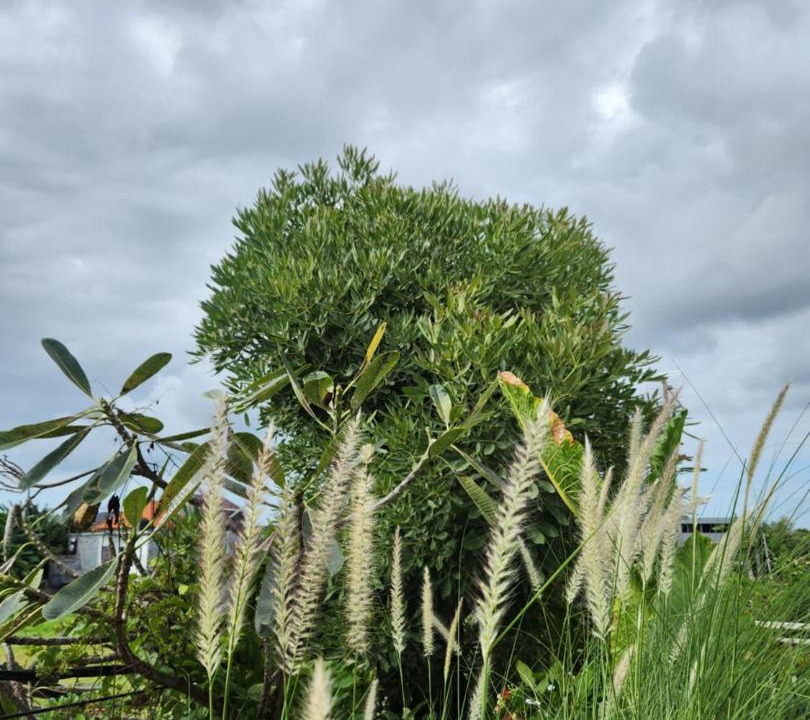 Photo of Outdoor in Dewi Sri