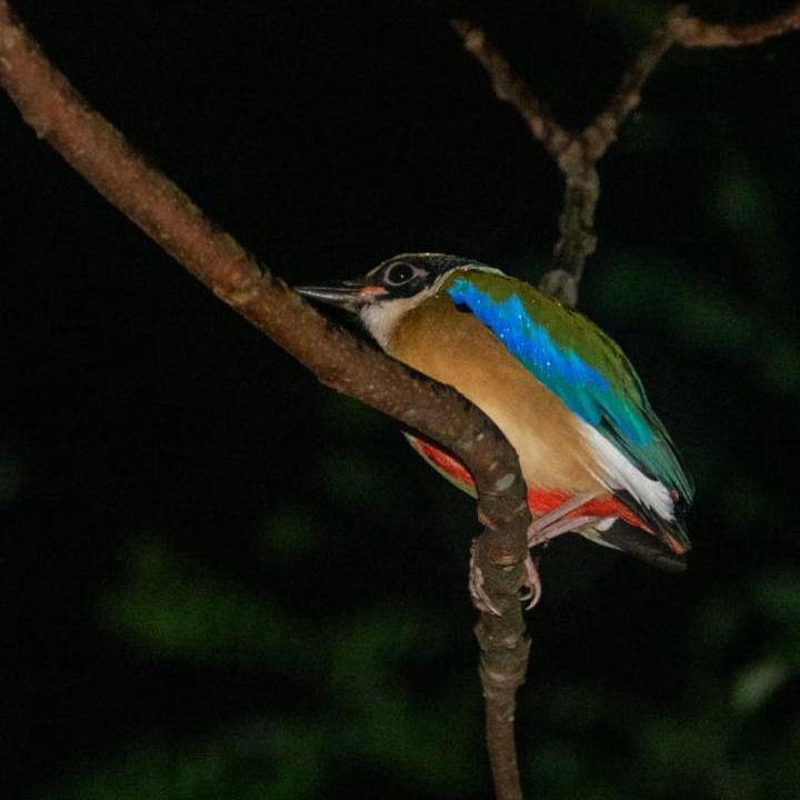 Photo of Others in Bukit Lawang