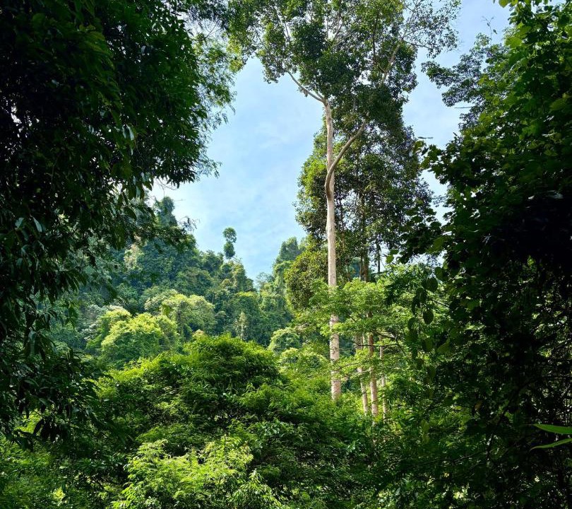 Photo of Others in Bukit Lawang