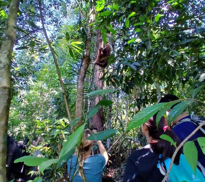 Photo of Others in Bukit Lawang