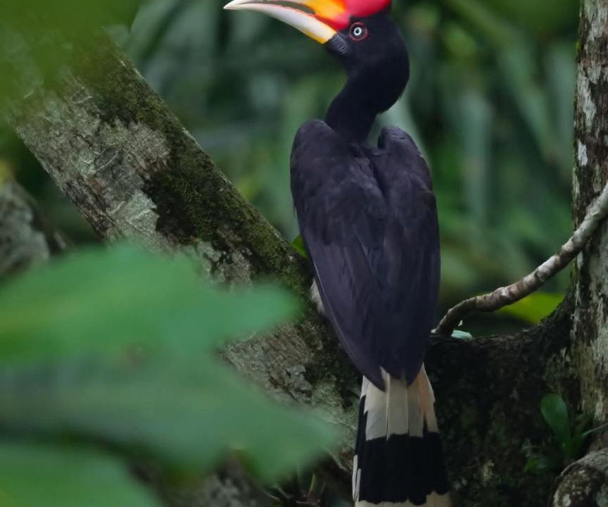 Photo of Others in Bukit Lawang