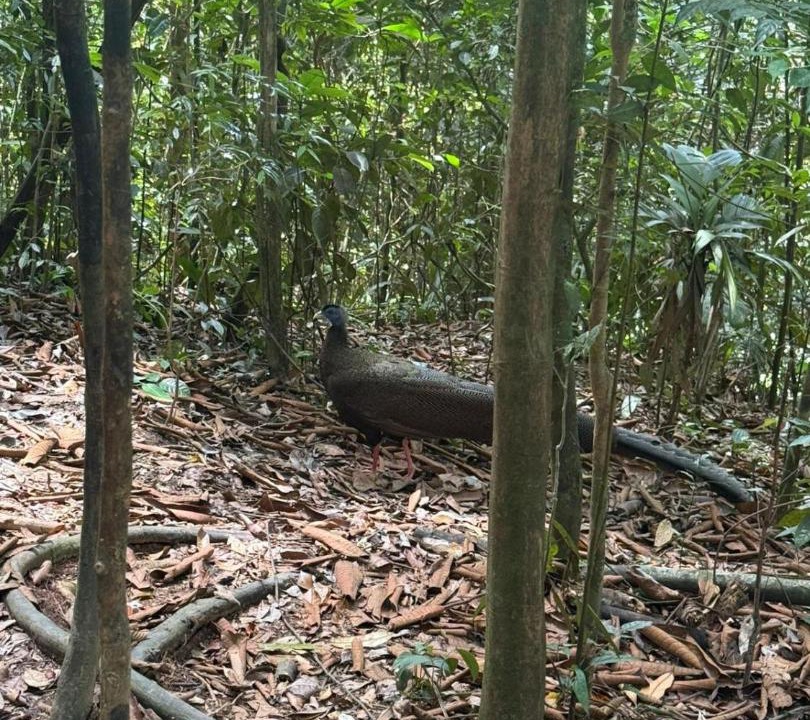 Photo of Others in Bukit Lawang