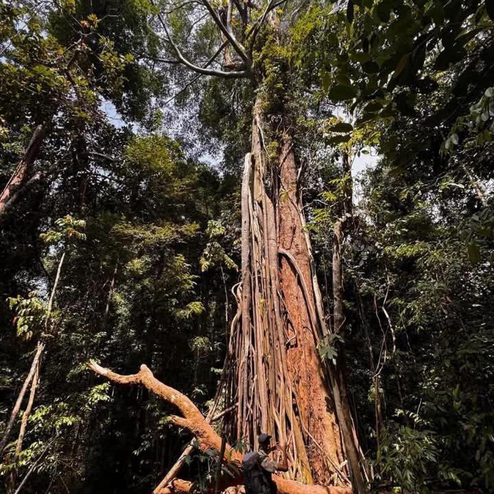 Photo of Others in Bukit Lawang