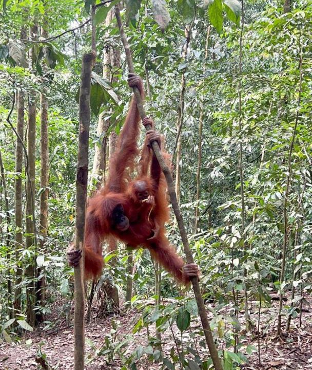 Photo of Others in Bukit Lawang