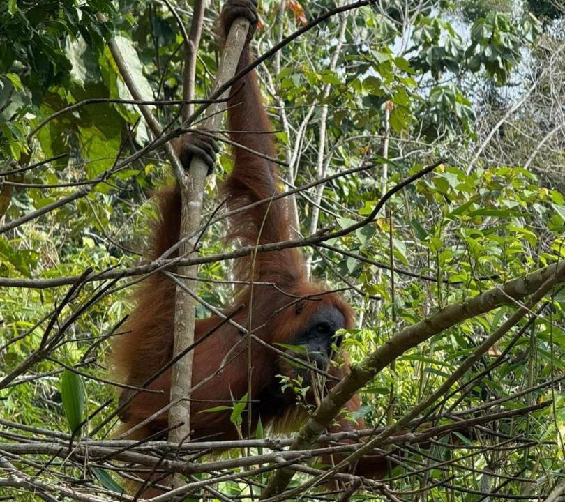 Photo of Others in Bukit Lawang