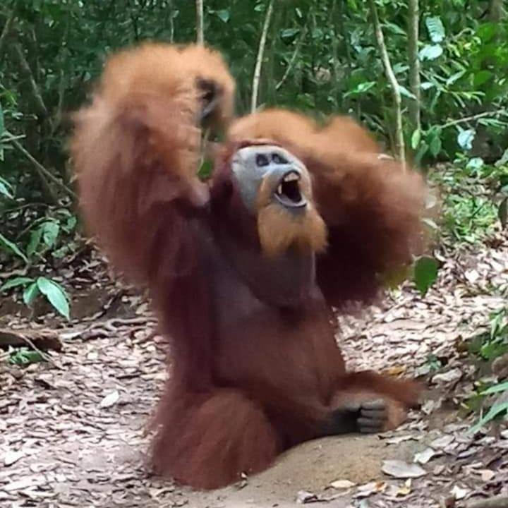 Photo of Others in Bukit Lawang