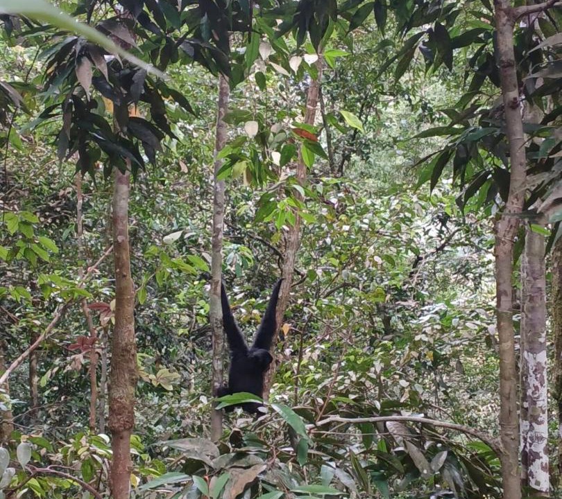 Photo of Others in Bukit Lawang
