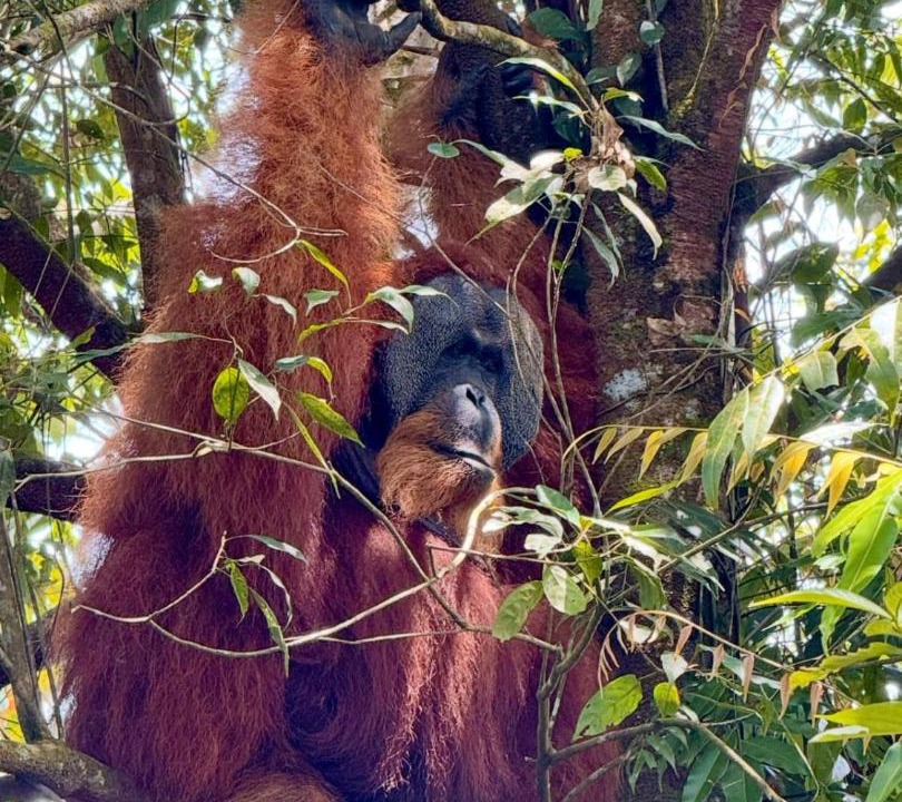 Photo of Others in Bukit Lawang