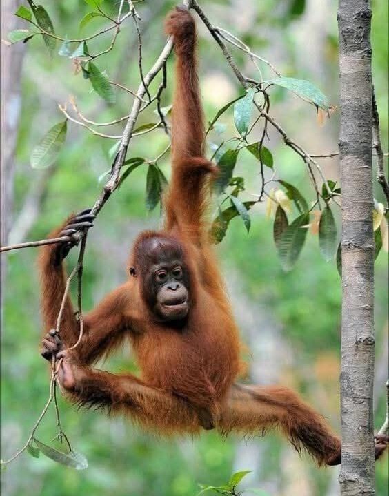 Photo of Human In Picture in Bukit Lawang