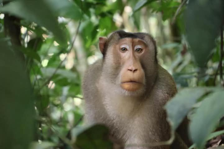 Photo of Others in Bukit Lawang