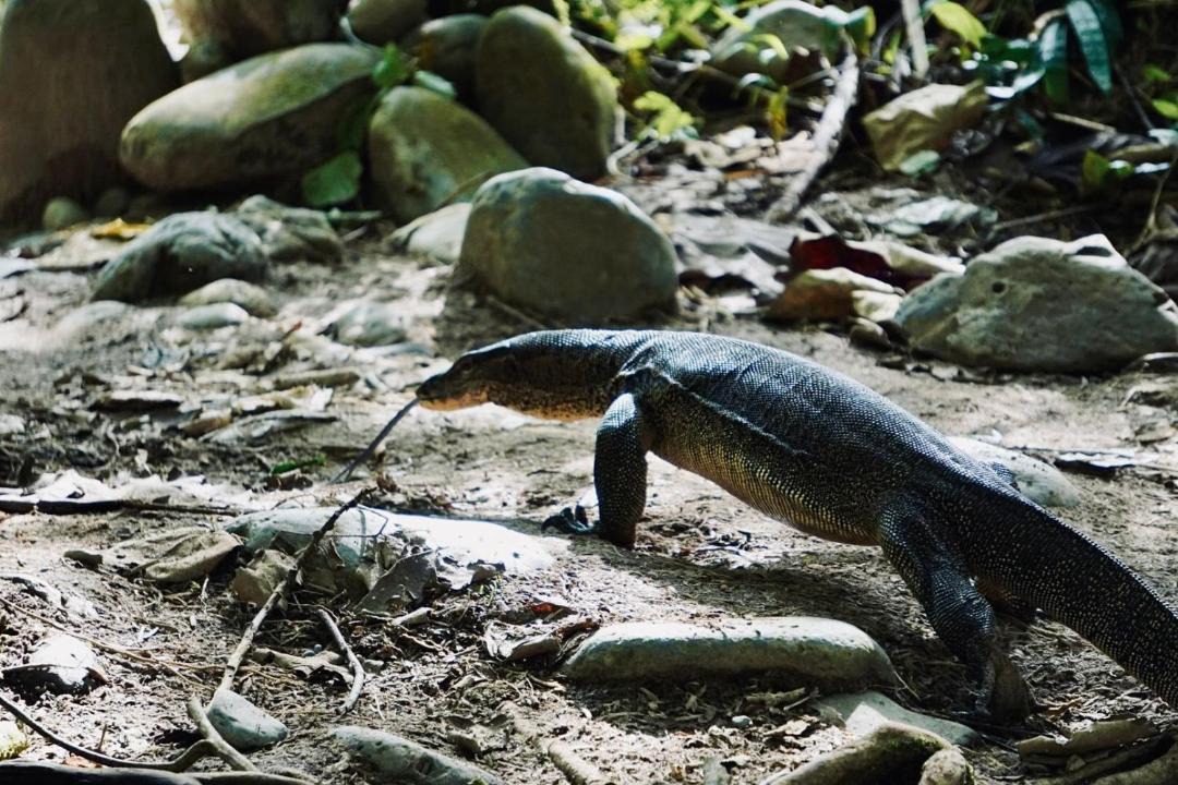 Photo of Others in Bukit Lawang