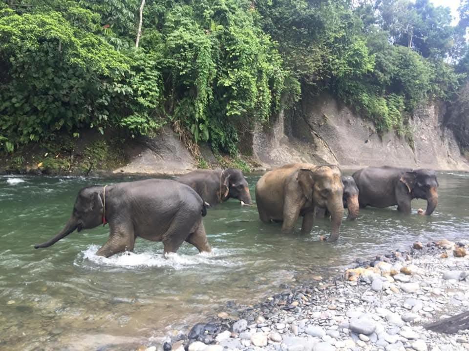 Photo of Others in Bukit Lawang
