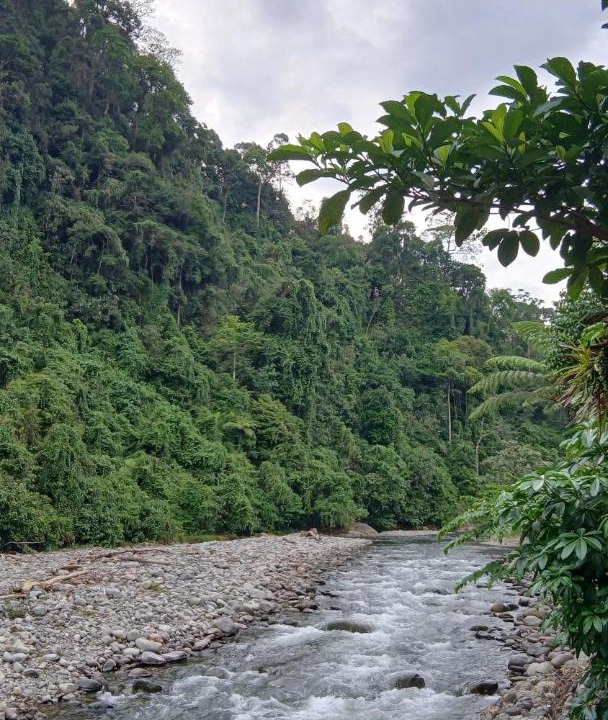 Photo of Others in Bukit Lawang