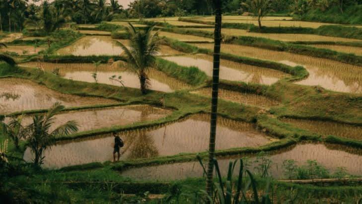 Photo of Others in Tetebatu