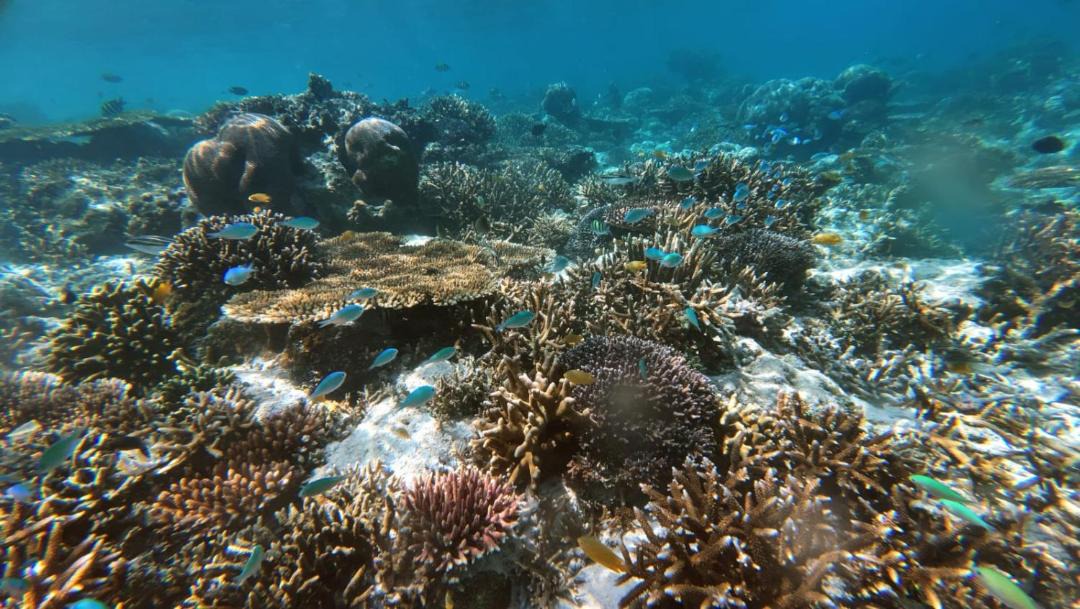 Photo of Others in Pulau Fam