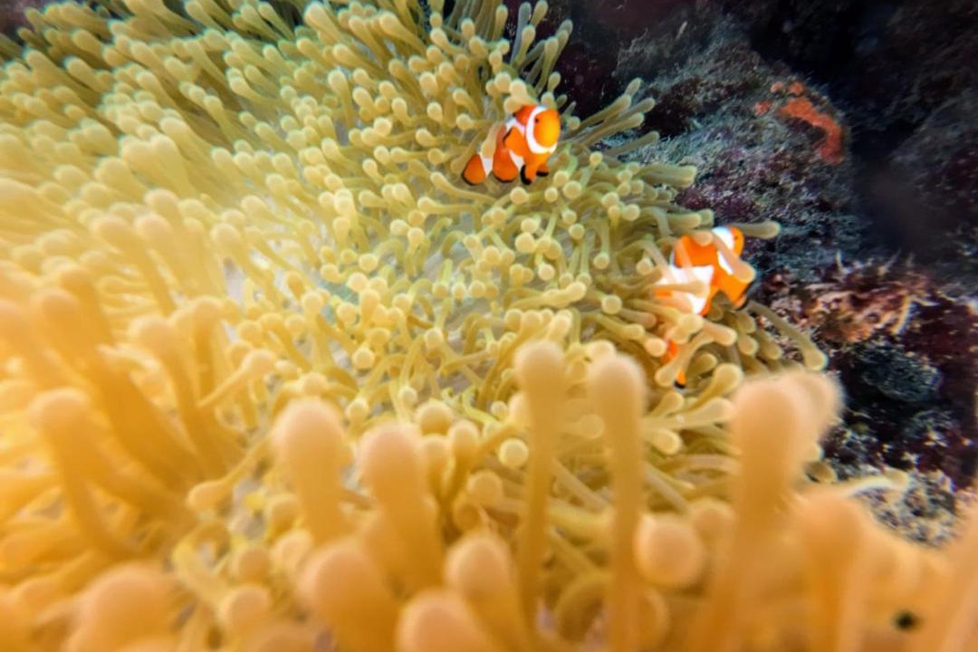Photo of Others in Pulau Fam