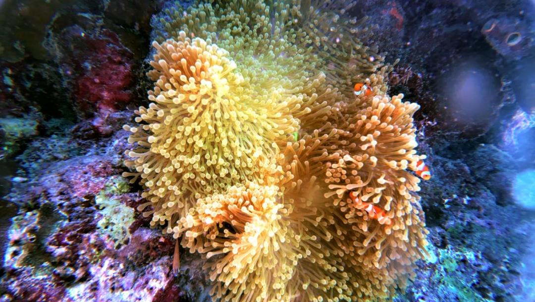 Photo of Others in Pulau Fam