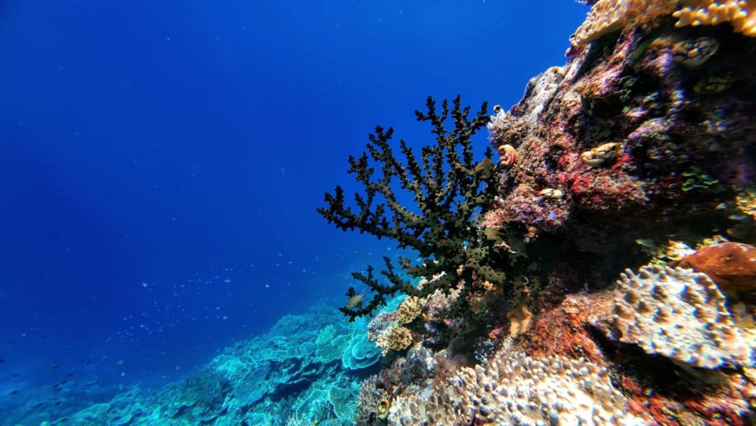 Photo of Others in Pulau Fam