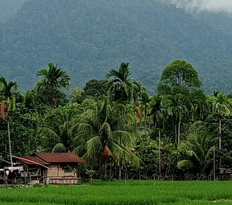 Photo of Others in Bukit Lawang