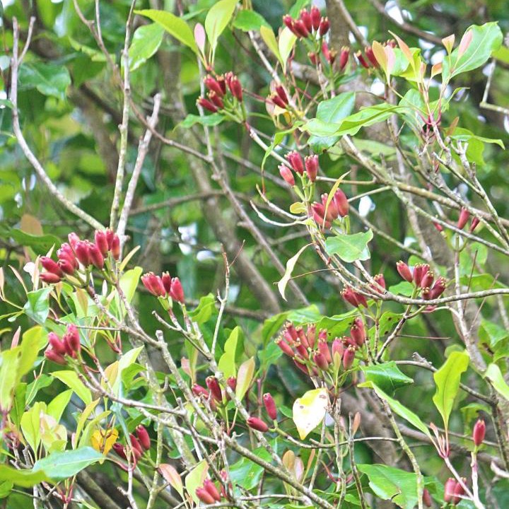 Photo of Outdoor in Kubutambahan