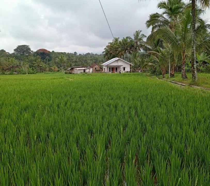 Photo of Others in Tetebatu