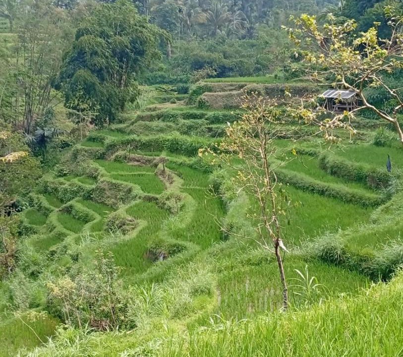 Photo of Others in Tetebatu