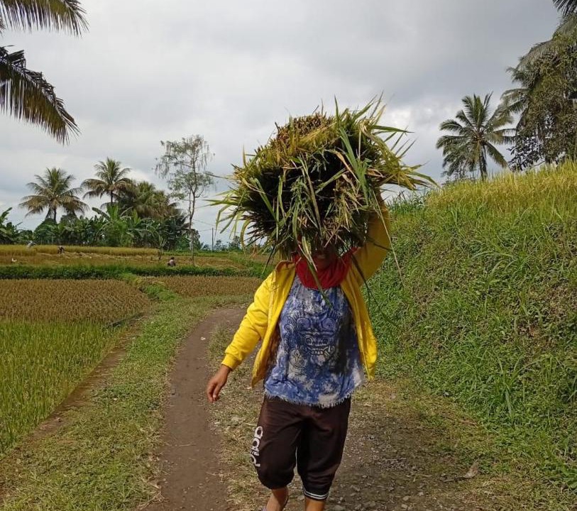 Photo of Others in Tetebatu