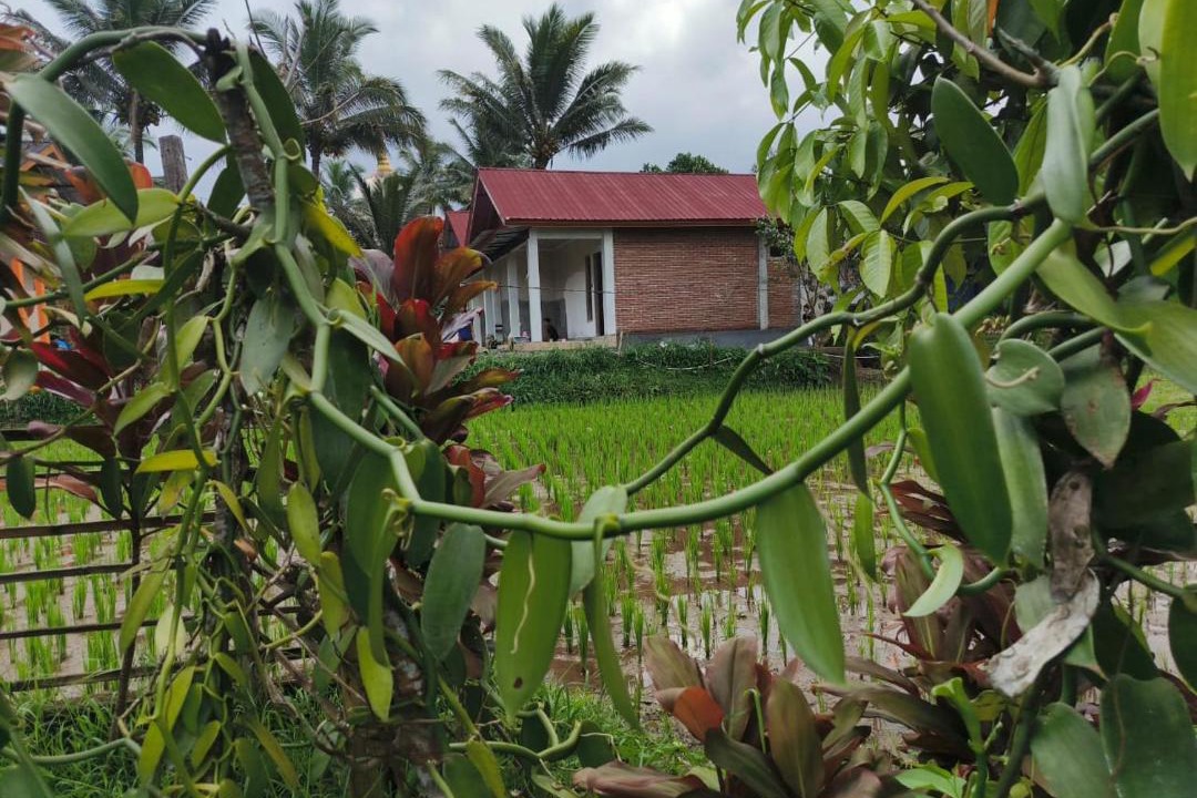 Photo of Others in Tetebatu