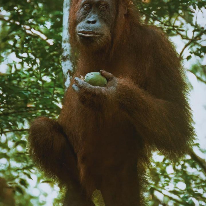 Photo of Others in Bukit Lawang