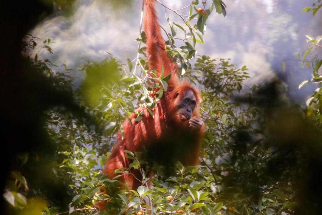 Photo of Others in Bukit Lawang