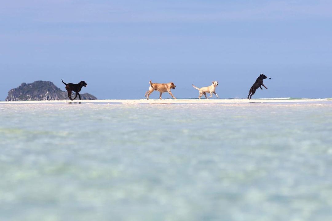 Photo of Others in Rote Island
