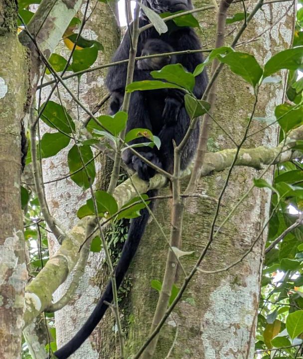 Photo of Others in Tetebatu