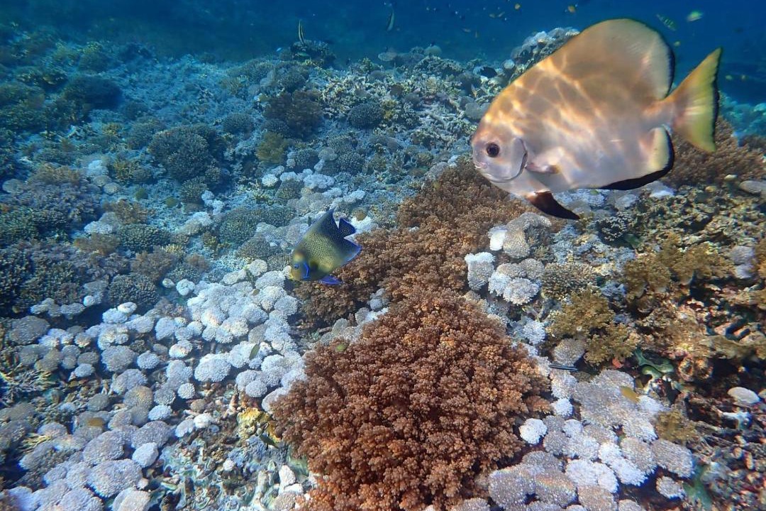 Photo of Others in Mansuar Island