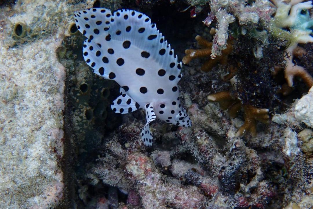 Photo of Others in Mansuar Island