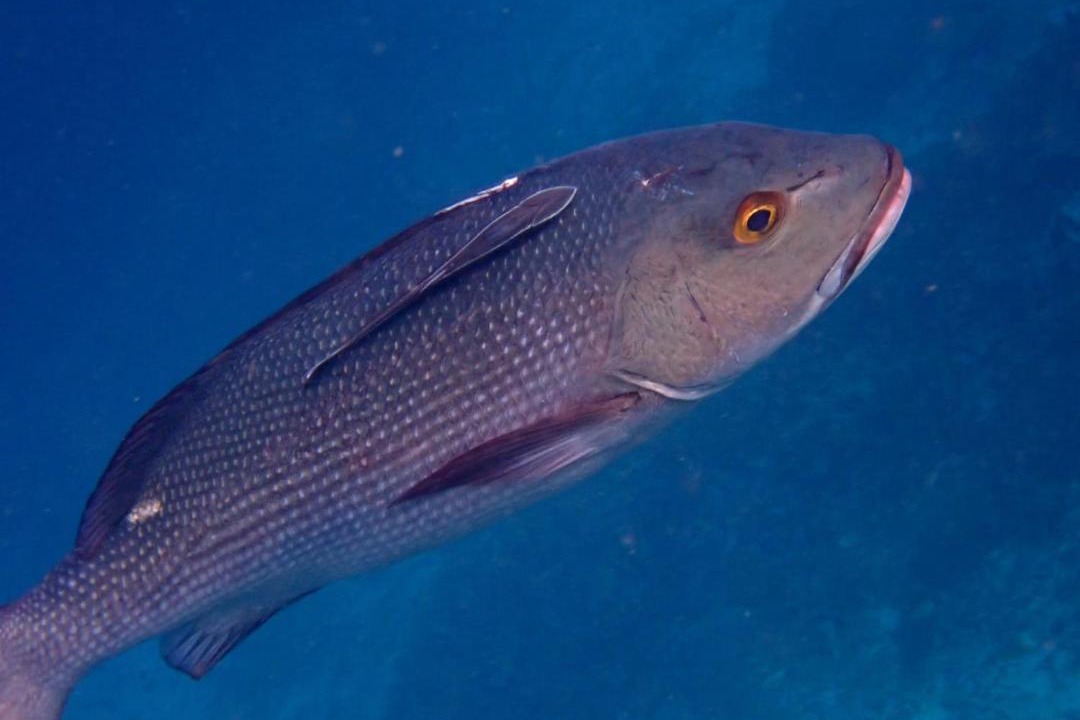 Photo of Others in Mansuar Island